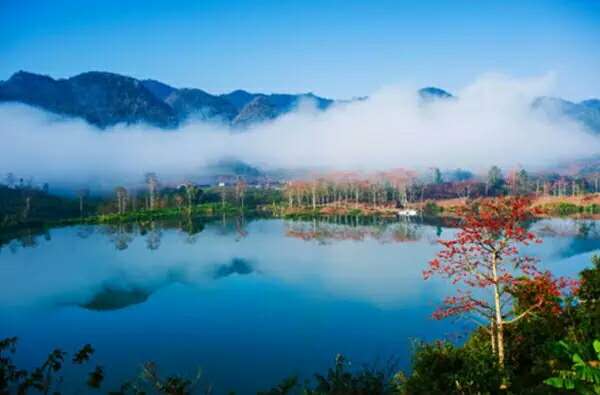 我們?yōu)槭裁捶且氯齻€(gè)小時(shí)的車去看木棉？